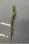Festuca rubra
