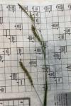 Carex sylvatica