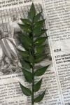 Ruscus aculeatus
