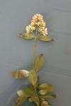 Ligustrum vulgare