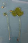 Fragaria vesca