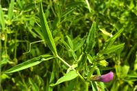 Vicia bithynica
