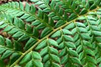 Polystichum aculeatum