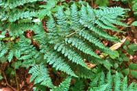 Dryopteris dilatata