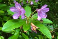 Rhododendron ponticum