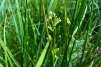 Juncus subnodulosus