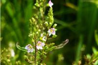 Veronica catenata