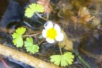 Ranunculus aquatilis
