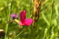 Lathyrus nissolia