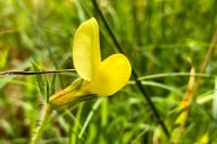 Lotus maritimus