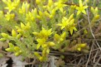 Sedum acre