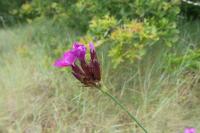 Dianthus carthusianorum