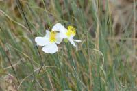 Helianthemum apenninum