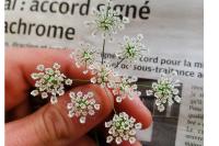 Chaerophyllum temulum