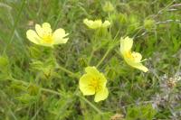Potentilla recta