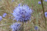 Jasione montana