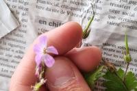 Geranium robertianum
