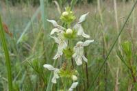 Stachys recta