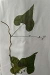 Dioscorea communis