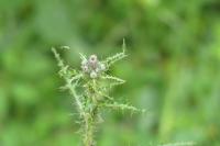 Cirsium palustre