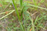 Dianthus armeria