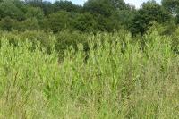 Dipsacus fullonum