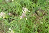 Melampyrum cristatum