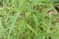 Melampyrum cristatum