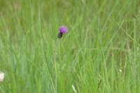 Cirsium dissectum