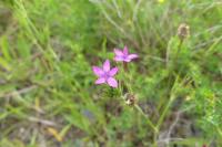 Dianthus armeria
