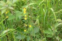 Hypericum pulchrum