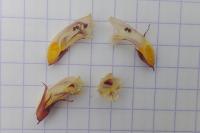 Orobanche minor