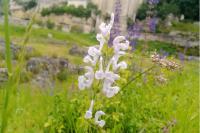 Salvia pratensis