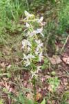 Platanthera bifolia