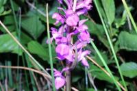Dactylorhiza elata