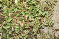 Polycarpon tetraphyllum