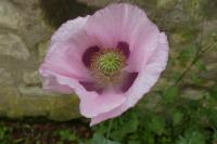 Papaver somniferum