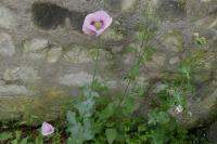 Papaver somniferum