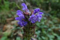 Prunella vulgaris