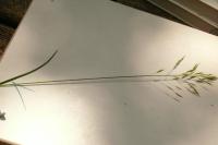 Poa pratensis