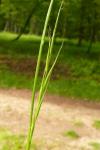 Brachypodium sylvaticum