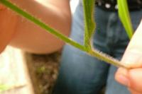 Brachypodium sylvaticum