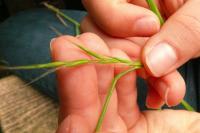 Brachypodium sylvaticum