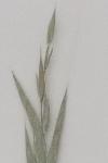Bromopsis inermis