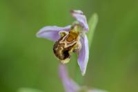 Ophrys apifera