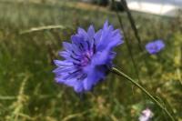 Cyanus segetum