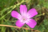 Agrostemma githago