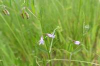 Ervum tetraspermum