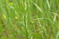 Ervum tetraspermum
