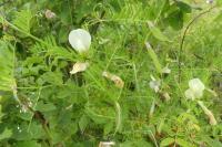 Vicia lutea